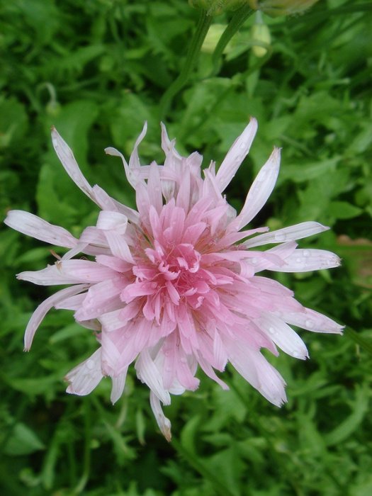 Crepis rubra (3)
